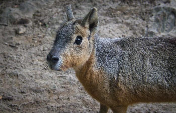 Bélgica. El enorme parque de animales Pairi Daiza anuncia los divertidos nombres de sus últimos nacidos