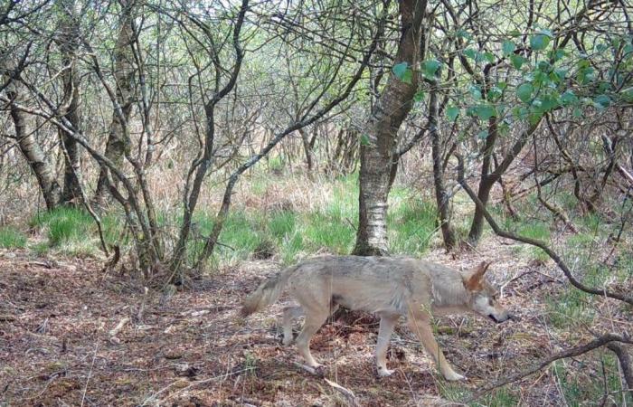 “Tenemos gente que cree verlos por todas partes…” Las falsas noticias sobre lobos son cada vez más numerosas