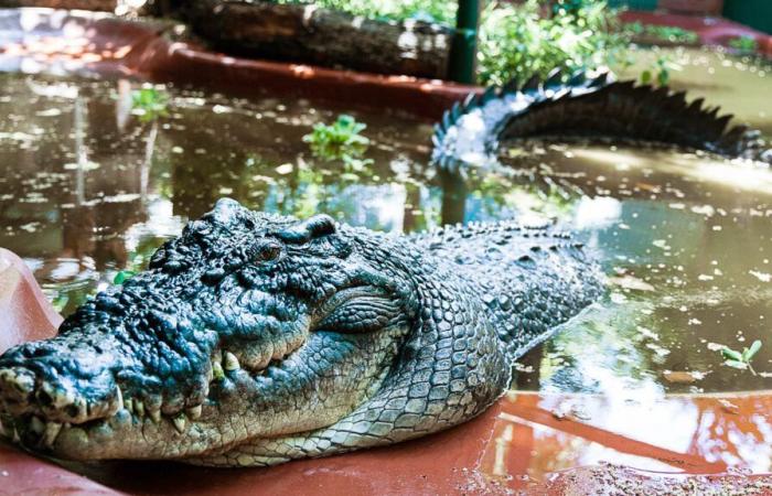 Muere Cassius, el cocodrilo cautivo más grande del mundo