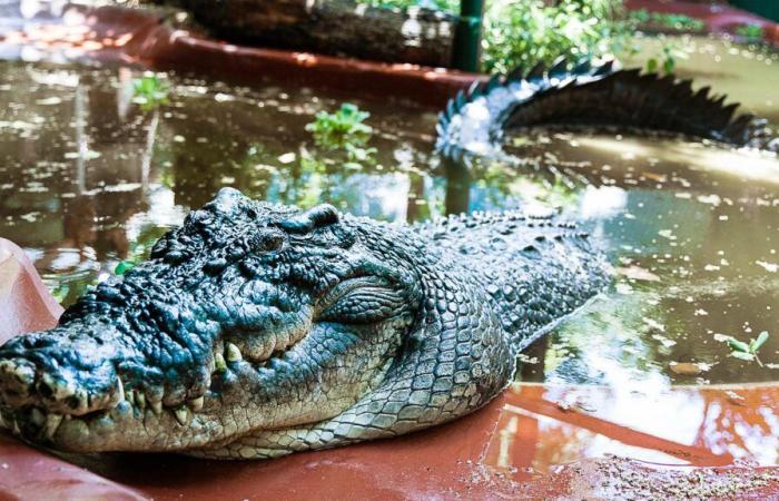 Muere en Australia Cassius, el cocodrilo en cautiverio más grande del mundo