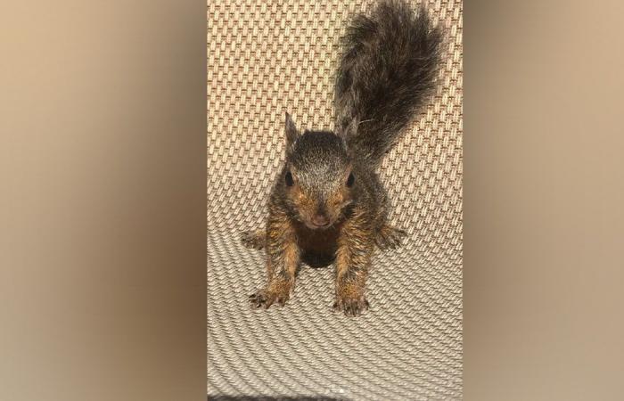 Peanut the Squirrel desencadena una tormenta en las redes sociales después de que funcionarios de Nueva York la sacrificaran