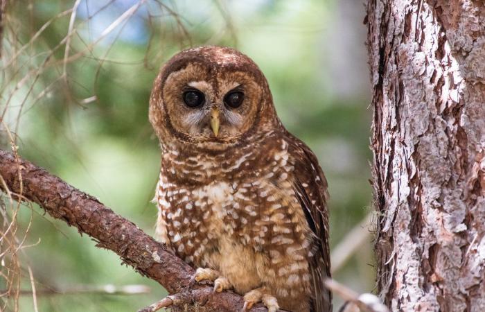 En Estados Unidos, el destino de los bosques milenarios queda suspendido en las elecciones presidenciales