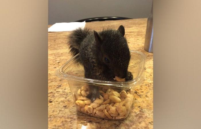 Peanut the Squirrel desencadena una tormenta en las redes sociales después de que funcionarios de Nueva York la sacrificaran