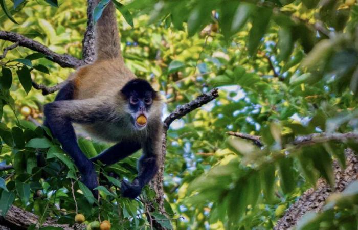 Lo que realmente les hace el alcohol a los animales salvajes: revelaciones sorprendentes