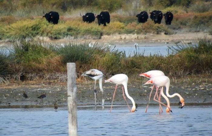 ¿Una línea de muy alta tensión de 65 km en la Camarga para descarbonizar la industria de Fos-sur-Mer?