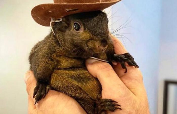 Elecciones en Estados Unidos: ¿Ayudará “Peanut the Squirrel” a Donald Trump?