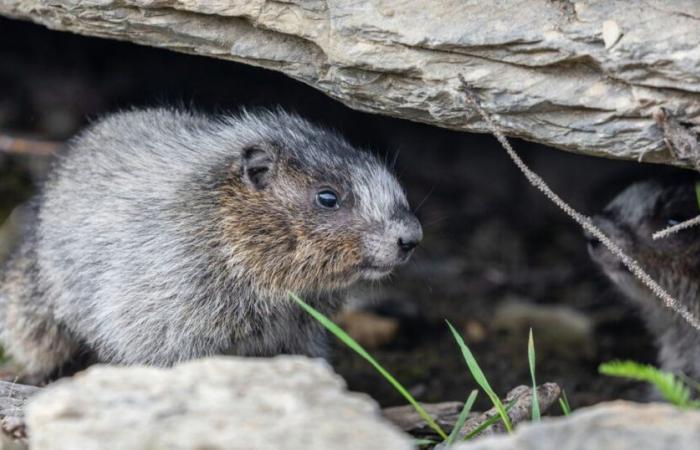 ¿Cómo hibernan los animales?