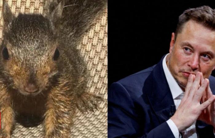 La eutanasia de Peanut the Squirrel: Elon Musk llama a la administración Biden una “máquina de matar sin corazón”