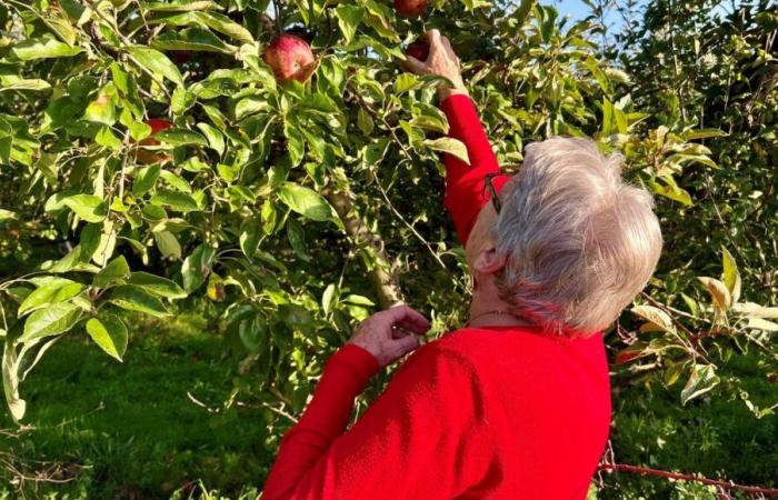 En Dordoña, este arbolista ofrece a sus clientes la posibilidad de recoger sus propias manzanas