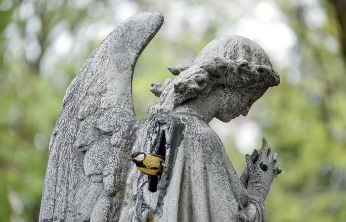 Benoît Gallot, el hombre que plasma la vida del cementerio de Père-Lachaise