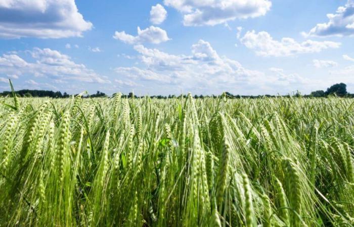 Cómo la biodiversidad puede ayudar a la agricultura a reducir su huella de carbono