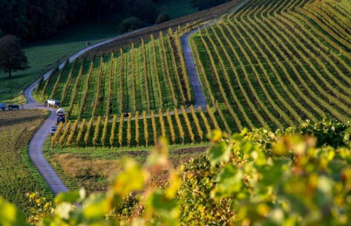 Côtes de l’Orbe: el diamante en bruto del viñedo de Vaudois