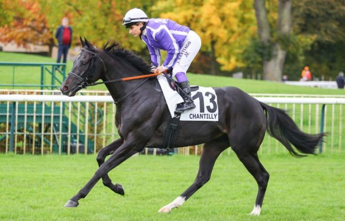 Baba Sim en una base interesante en el Quinté+ del lunes en Fontainebleau