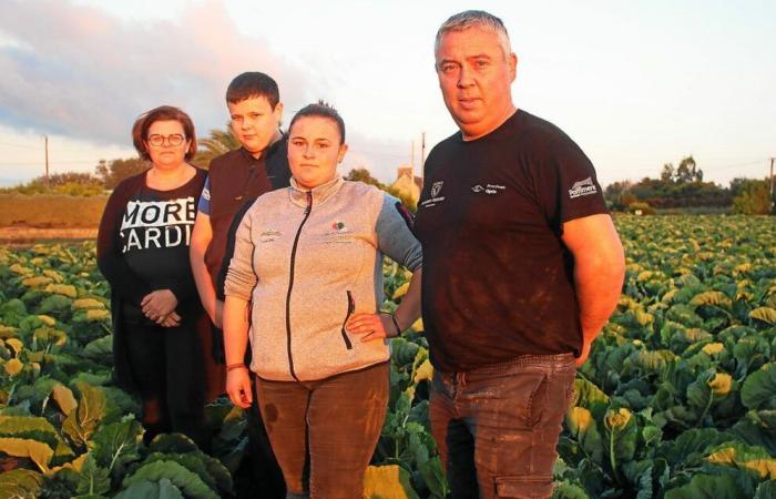 “Ya cortaba coliflores a los 10 años”: la sucesión está asegurada para estos horticultores de Plougrescant