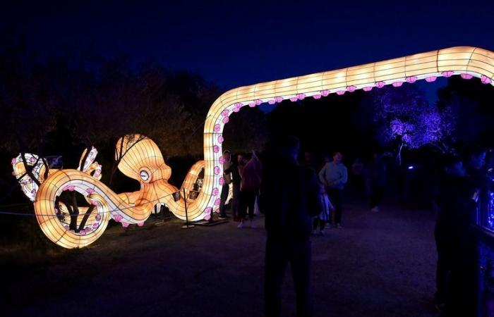 FOTOS – Las luces de África en la Reserva Africana de Sigean: magia visual cerca de Narbona