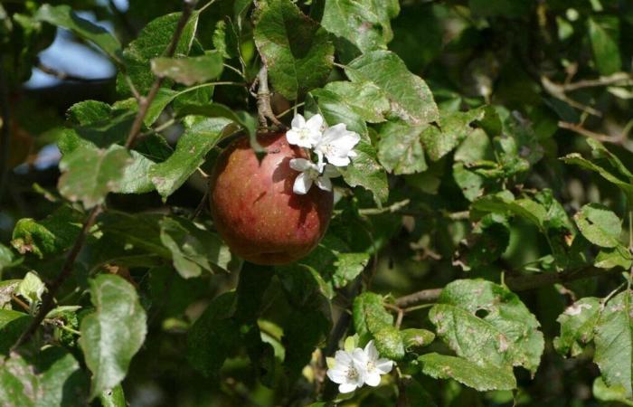 Esta localidad de Seine-Saint-Denis ofrece 600 árboles frutales a sus habitantes