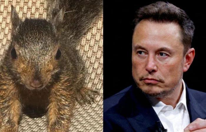 Elon Musk lamenta la eutanasia de Peanut