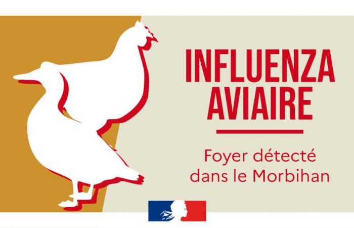 Influenza aviar | Ampliación de la zona de protección y vigilancia en Morbihan – 2 de noviembre de 2024 – Noticias – Noticias