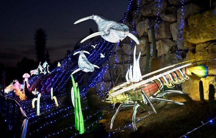 FOTOS – Las luces de África en la Reserva Africana de Sigean: magia visual cerca de Narbona