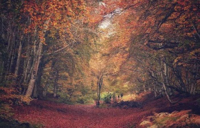 FOTOS. Cuando el otoño realza los paisajes de Auvernia