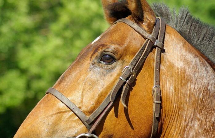 Un joven jinete entre la vida y la muerte tras una caída a caballo en Lot-et-Garonne