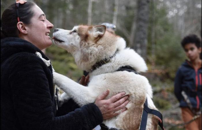 Marine, musheuse y su manada de huskies buscan un nuevo hogar