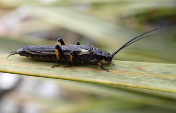 Perlas, estos insectos cuyo color ha transformado el ser humano