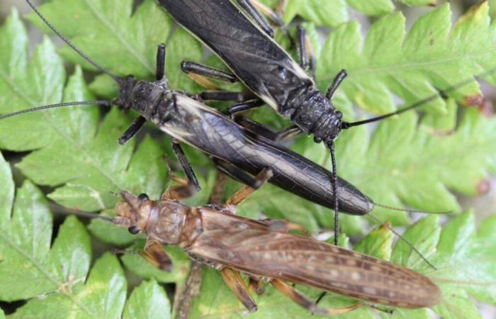 Perlas, estos insectos cuyo color ha transformado el ser humano