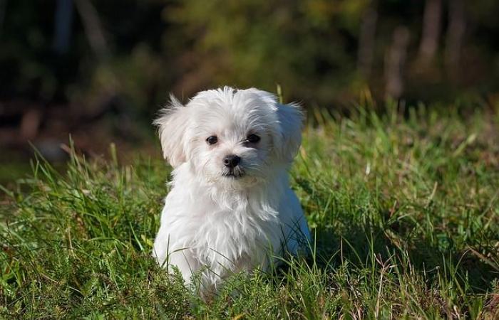 ¿Qué nombre en D para un perro?