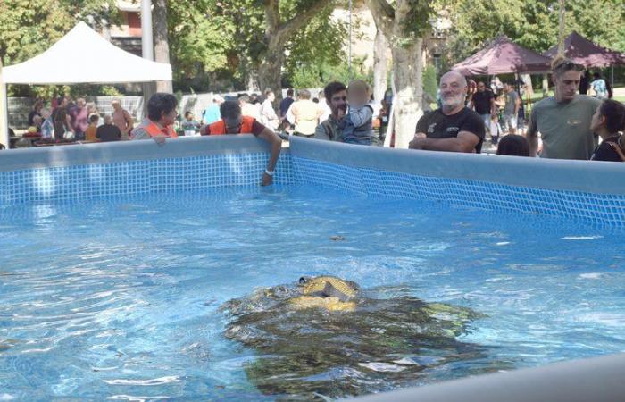 El club submarino de South-Aveyron busca a sus antiguos licenciatarios