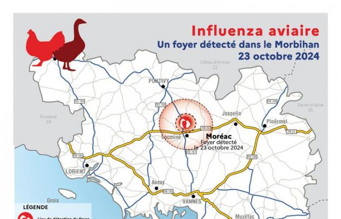 Influenza aviar | Ampliación de la zona de protección y vigilancia en Morbihan – 2 de noviembre de 2024 – Noticias – Noticias