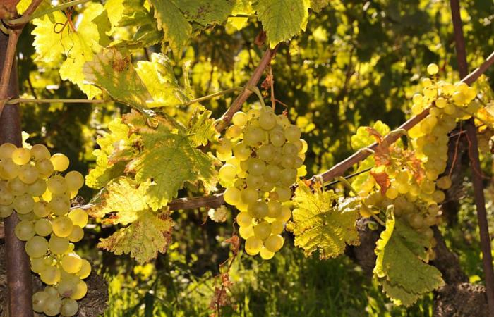 La Feria del Vino Côtes de l’Orbe vuelve en una sexta edición