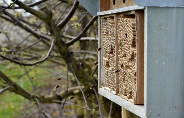 “A diferencia del calentamiento global, las clases dominantes no entienden la crisis de la biodiversidad como un riesgo”