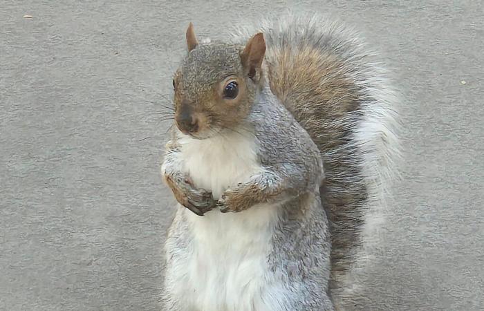 La ardilla Peanut, sacrificada por un estado demócrata