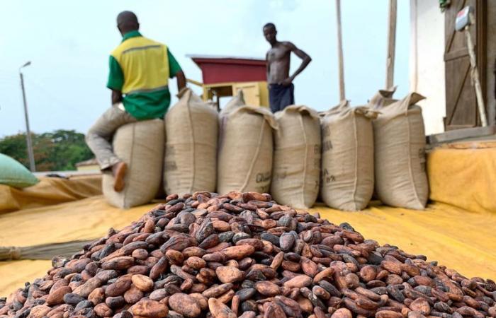 Los productores de cacao de Ghana acaparan los granos en previsión de precios más altos