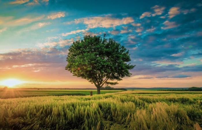 Convertirse en árbol después de la muerte, la nueva tendencia funeraria que se arraiga en Francia