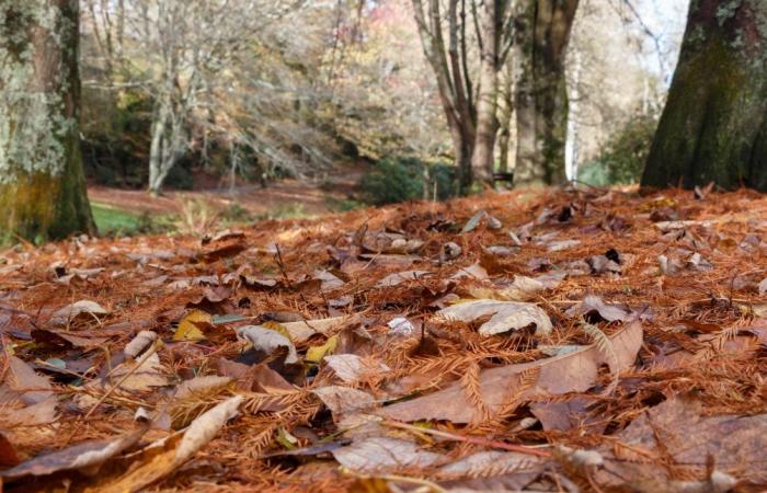 Un regalo para la vista en otoño, la alfombra de hojas muertas también tiene sus usos: he aquí cuál