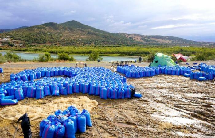 Por qué cada vez más agricultores optan por cultivar maíz forrajero