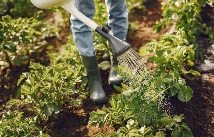 ¿Cuál es el impacto de la agricultura ecológica en el medio ambiente?