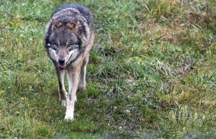 Críticas y petición tras la decisión de sacrificar la primera manada de lobos en el Parque Nacional Suizo – rts.ch