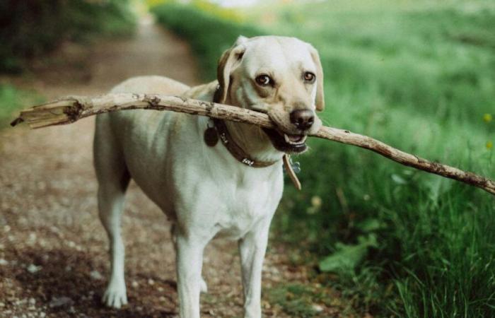 “En una hora ya era demasiado tarde”: trampas venenosas colocadas para animales en la frontera belga