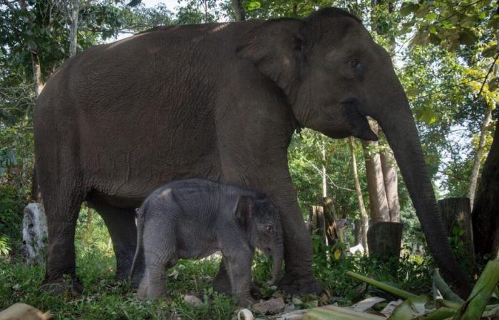 Indonesia: Raro nacimiento de un elefante de Sumatra, en peligro de extinción