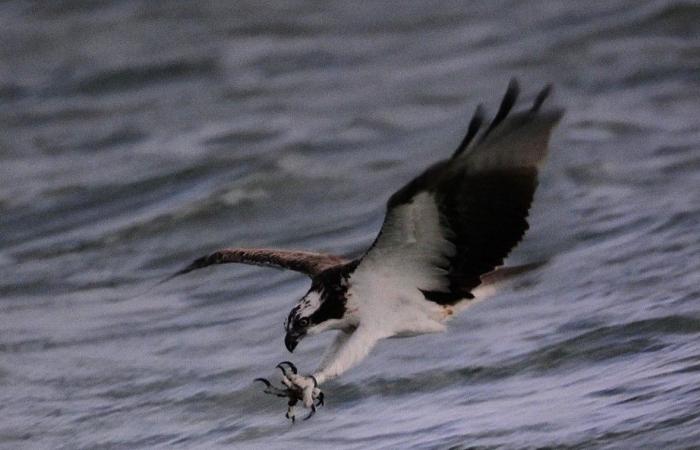 Avance furtivo del documental ‘De Biesbosch, Nature in Motion’ en la sala DeWitt