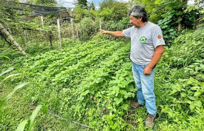 Biodiversidad: ¿qué hacer con el 70% de territorios desprotegidos? | COP16 sobre biodiversidad