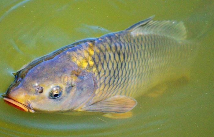 Carpas, percas, lucios, anguilas… la contaminación azucarera de un canal de Isla de Francia provoca la muerte de una “gran cantidad de peces”