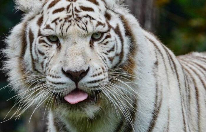 Un tigre murió en el zoológico de La Flèche