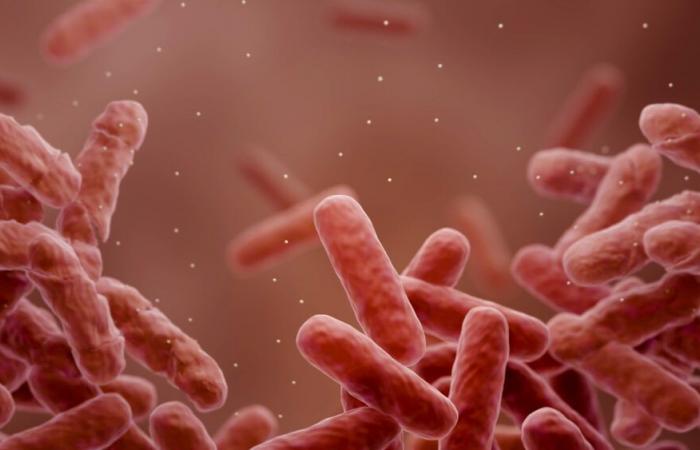 La tuberculosis vuelve a ser la enfermedad infecciosa más mortífera