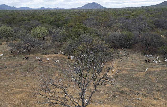 Biodiversidad: ¿qué hacer con el 70% de territorios desprotegidos? | COP16 sobre biodiversidad