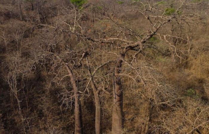 Resiliencia del Cerrado: Verde entre las cenizas: la sabana brasileña, resistente a los incendios