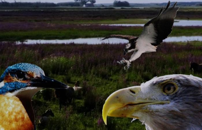 Avance furtivo del documental ‘De Biesbosch, Nature in Motion’ en la sala DeWitt